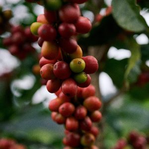 Ladislao García & Vecinos